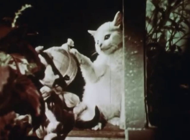 Little Kitten - white kitten with black markings next to fish tank with twine cat puppet