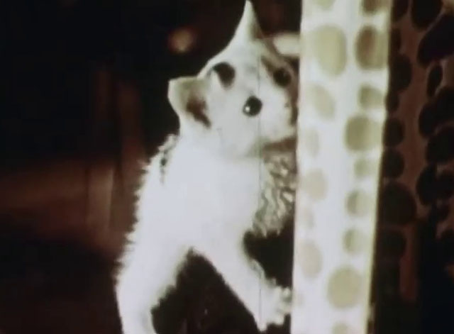 Little Kitten - white kitten with black markings about to climb curtain