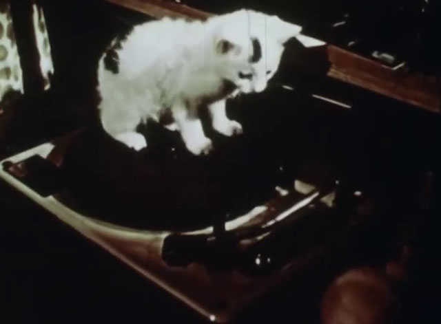Little Kitten - white kitten with black markings on record player turntable