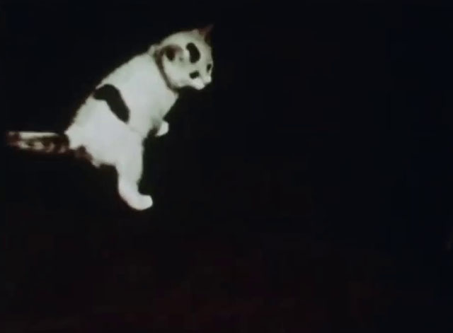 Little Kitten - white kitten with black markings on floor