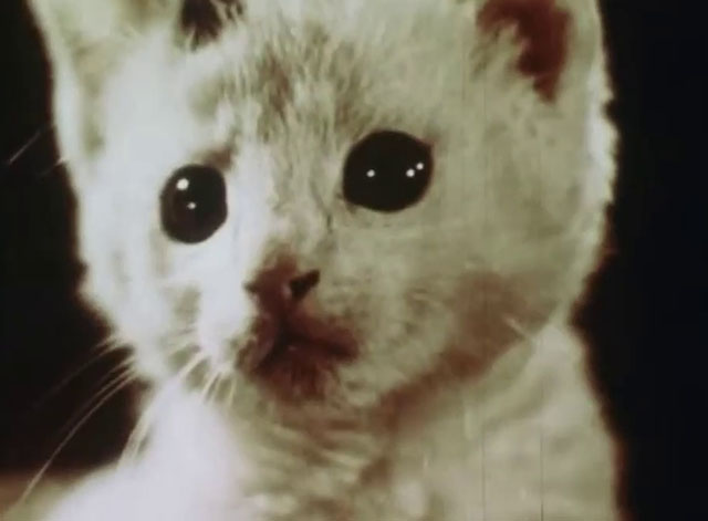 Little Kitten - white kitten with black markings close up