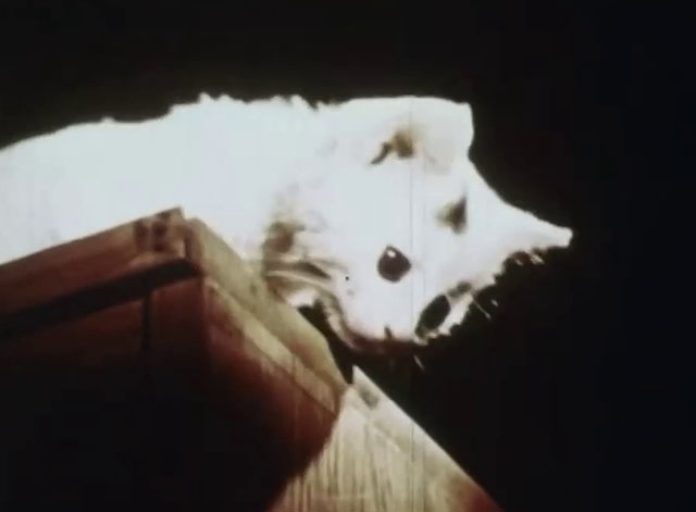 Little Kitten - white kitten with black markings about to jump off table