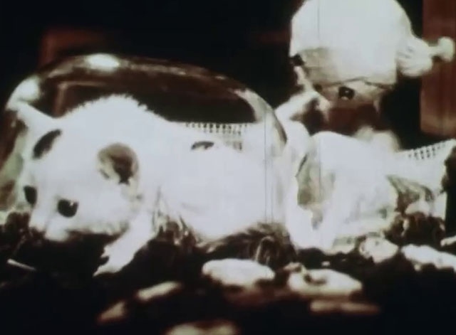 Little Kitten - white kitten with black markings underneath glass bowl with twine cat puppet