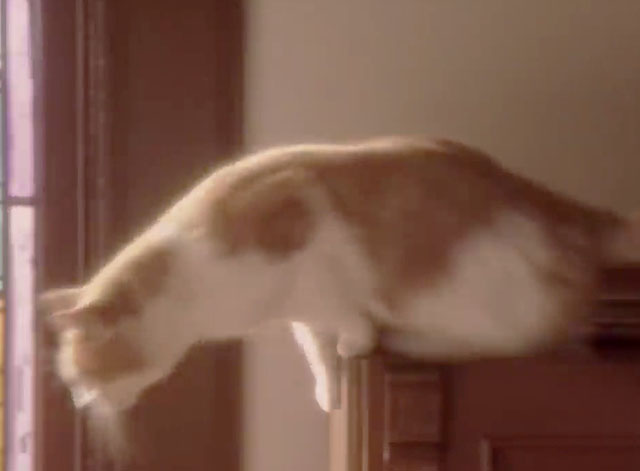 Little Richard - orange and white tabby cat jumping out of piano