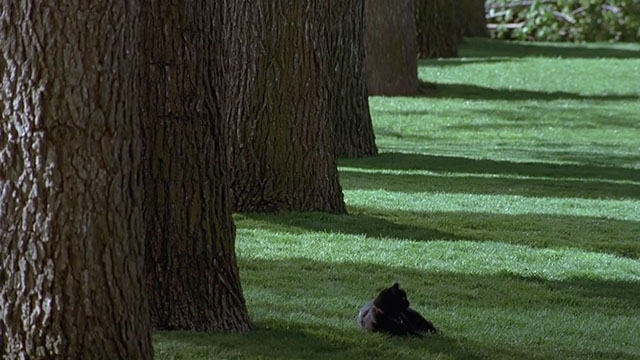 Little Secrets - black cat Midnight Comet Lookinland lying on grass