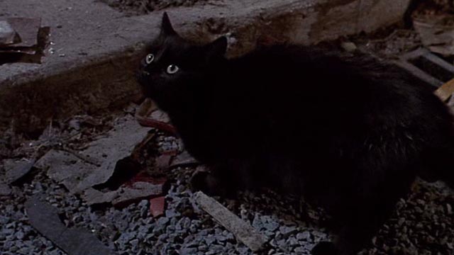 Little Shop of Horrors - black cat in street