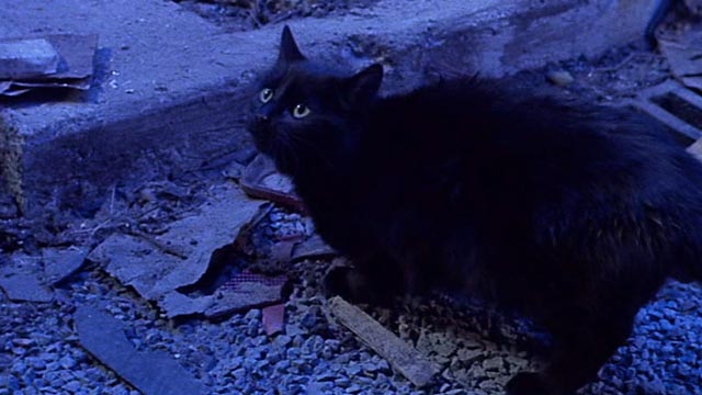 Little Shop of Horrors - black cat in street lit by lightning