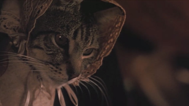 Little Women - tabby cat in bonnet close up
