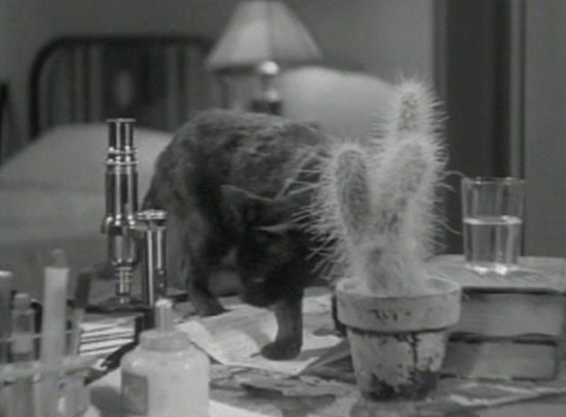 Local Boy Makes Good - black cat jumps on desk