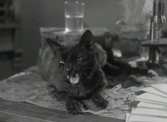 Local Boy Makes Good - black cat meows