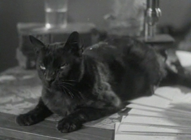 Local Boy Makes Good - black cat on desk