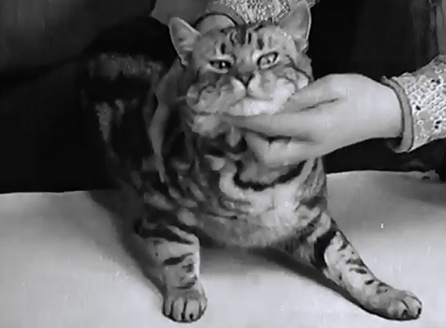 London Cat Show 1937 - English shorthair cat