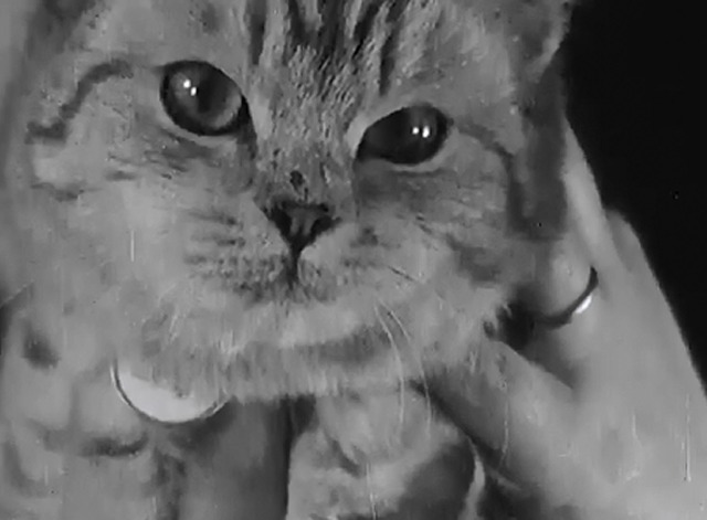 London Cat Show 1937 - tabby cat close up