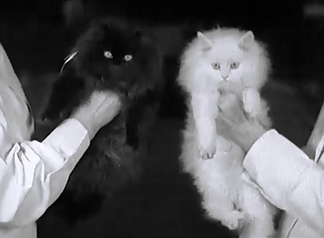 London Cat Show 1937 - black and white Persian cats