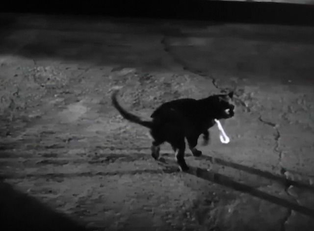 The Lone Wolf Takes a Chance - black cat wearing pearl necklace in street