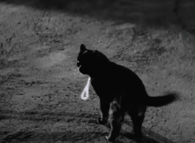 The Lone Wolf Takes a Chance - black cat wearing pearl necklace in street closer
