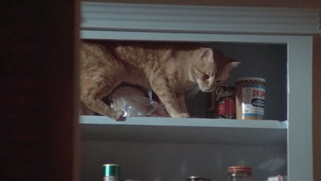 The Long Goodbye - ginger tabby cat on pantry shelf