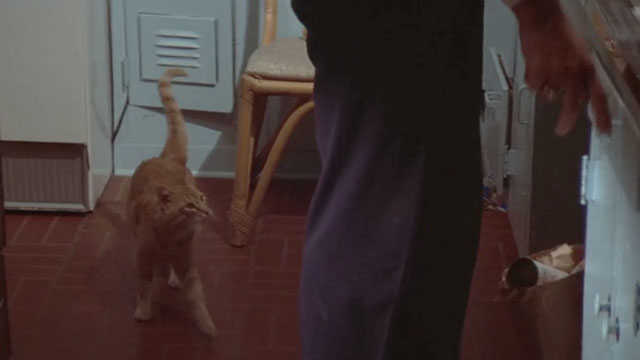 The Long Goodbye - ginger tabby cat on kitchen floor