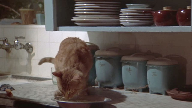 The Long Goodbye - ginger tabby cat sniffing at pan of food on counter