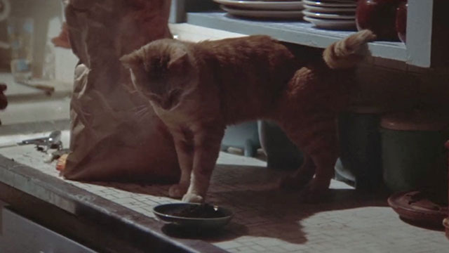 The Long Goodbye - ginger tabby cat looking at bowl of food