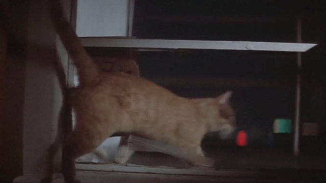 The Long Goodbye - ginger tabby cat running out through cat door