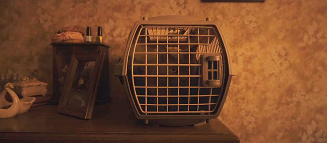 Longlegs - grey cat inside carrier