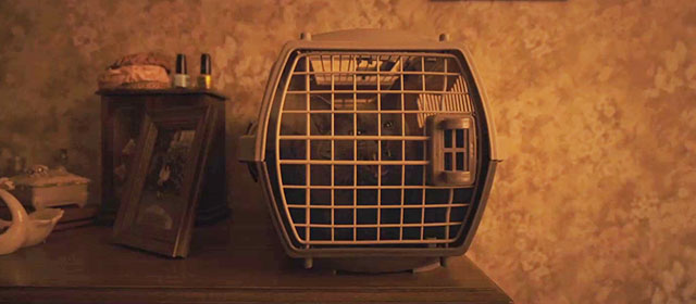 Longlegs - grey cat hissing inside carrier