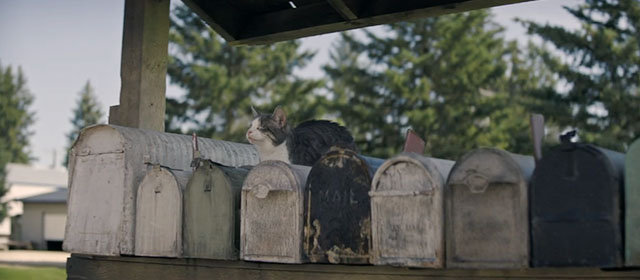The Long Walk - grey and white tabby cat Dory sitting on mailboxes