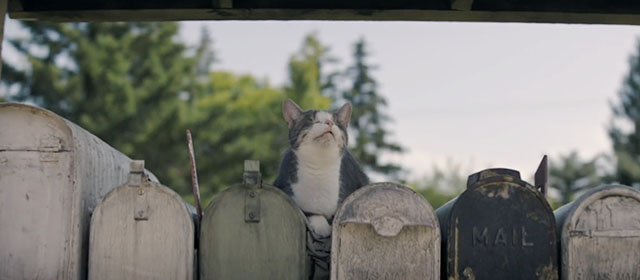 The Long Walk - grey and white tabby cat Dory sitting on mailboxes