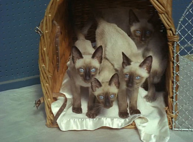 Look at Life - You Can't Catch Much from a Fish - basket of Siamese kittens