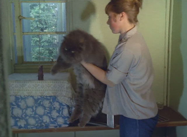 Look at Life - You Can't Catch Much from a Fish - large longhair grey Persian being placed in quarantine