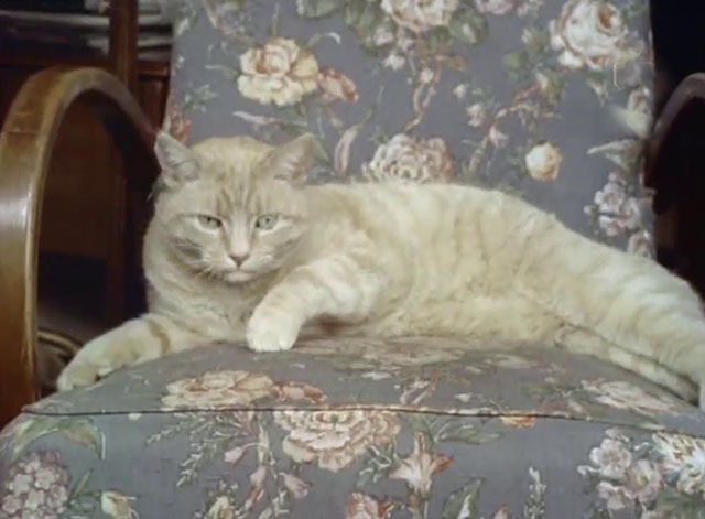Look at Life - What a Pet! - cream tabby cat lying on chair
