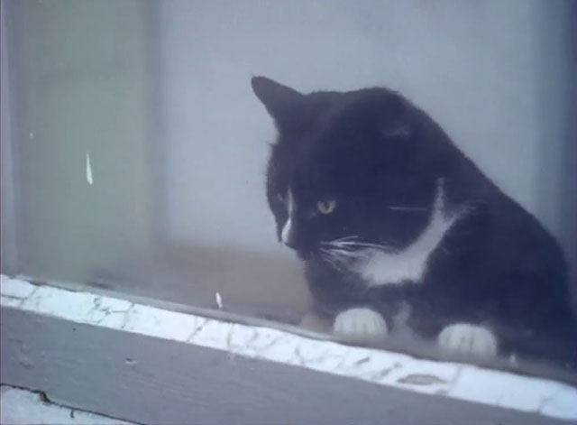 Look at Life - What a Pet! - tuxedo cat looking out window