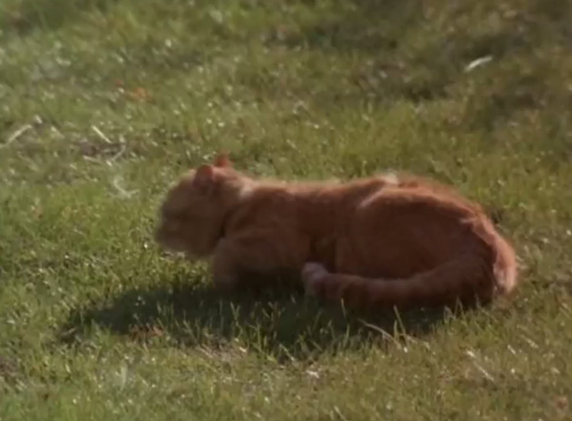 Lost and Found - ginger tabby cat on grass