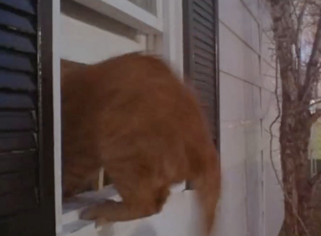 Lost and Found - ginger tabby cat jumping into window
