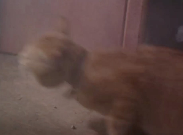 Lost and Found - ginger tabby cat inside smokey garage