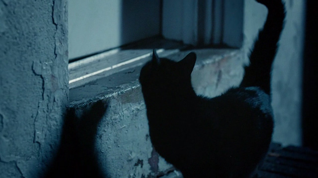 Lost Cat Corona - black cat Leonard outside door