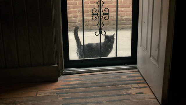 Lost Cat Corona - black cat Leonard outside bar