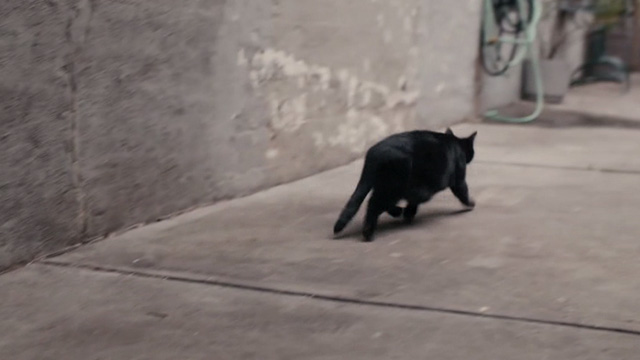 Lost Cat Corona - black cat Leonard running down alley
