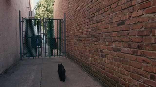 Lost Cat Corona - black cat Leonard still running down alley