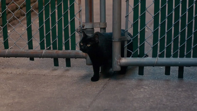 Lost Cat Corona - black cat Leonard walking through gate