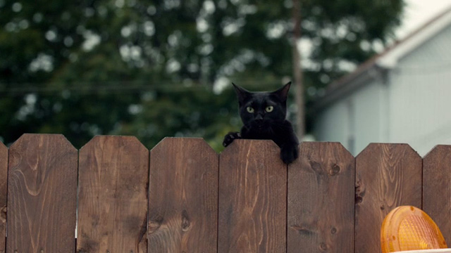 Lost Cat Corona - black cat Leonard on fence