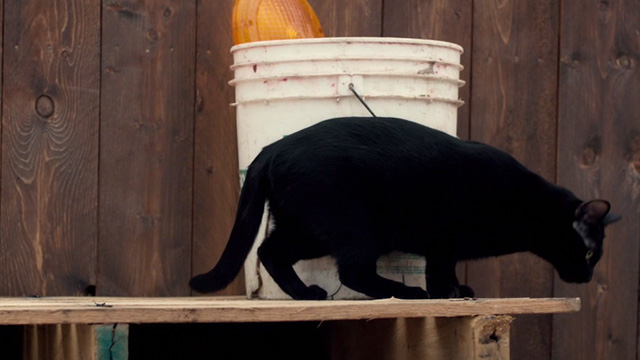 Lost Cat Corona - black cat Leonard on plank