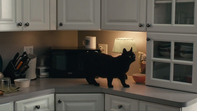 Lost Cat Corona - black cat Leonard on counter