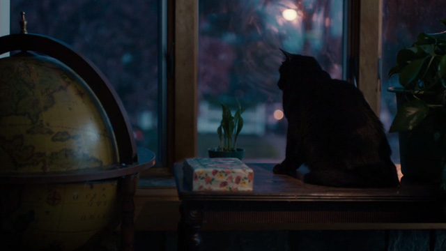 Lost Cat Corona - black cat Leonard looking out window