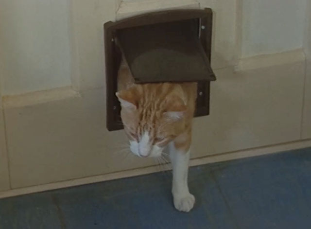 Lost for Words -  ginger and white tabby cat Whiskey stepping through cat flap