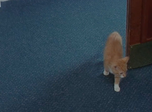 Lost for Words - ginger and white tabby kitten entering room