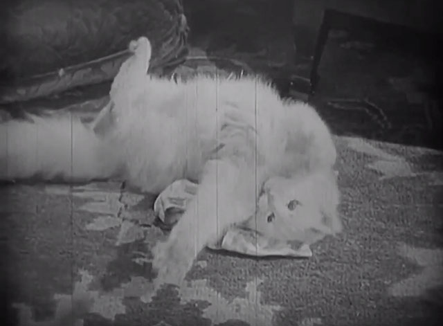 The Lost World - longhair white cat on floor playing with toy on string