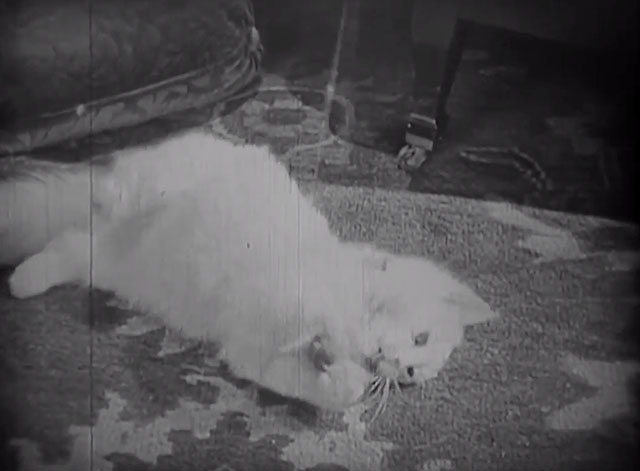 The Lost World - longhair white cat on floor playing with toy on string