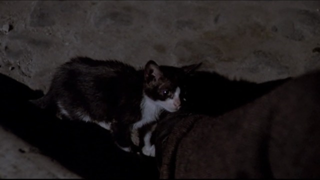 Love and Anarchy - tuxedo kitten at Tunin's feet